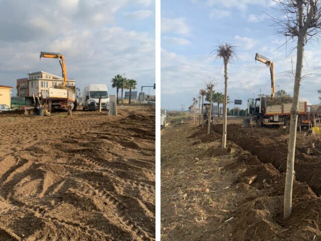 alberi cancello arnone