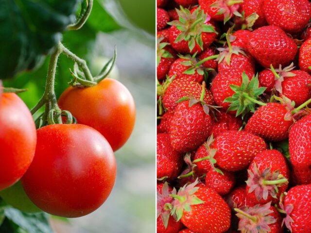 Investimento agricoltura Campania