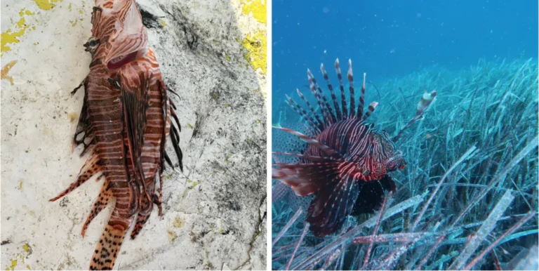 Allarme pesce scorpione avvistato sul litorale: la puntura può creare gravi danni anche letali