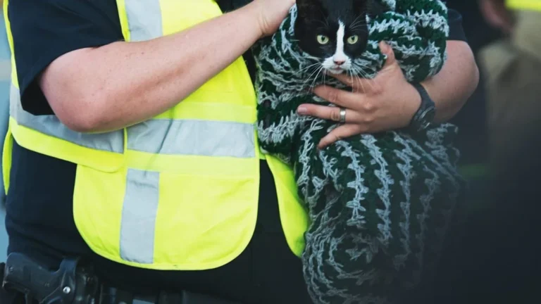 ASL assume operatori tecnici soccorso animali con licenza media