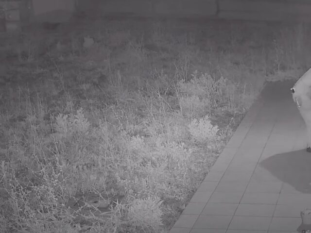 Bor villa furto vitulazio