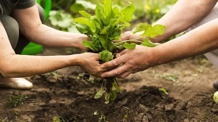 Servizio Civile Agricolo, 1.057 posti, via alle domande: tutte le info