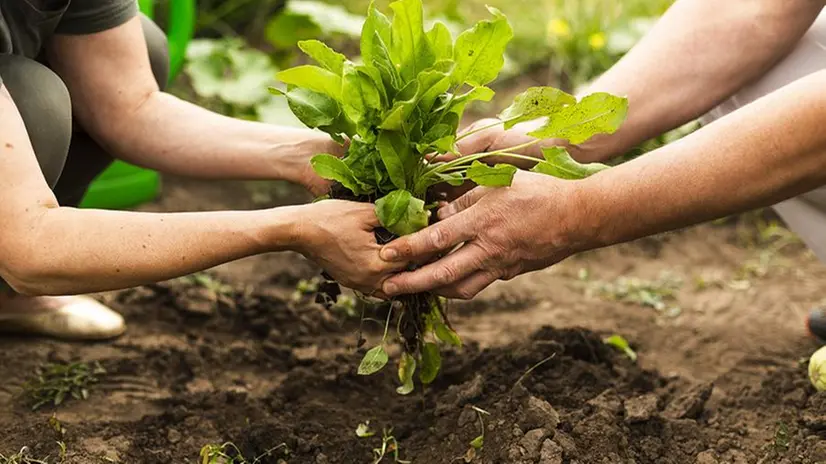 servizio civile agricolo