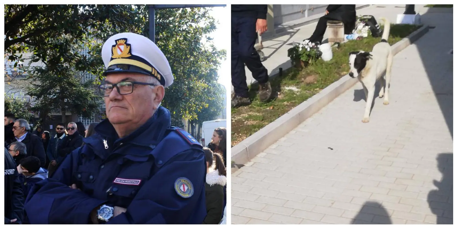 Arrivato l’accalappiacani: risolto il problema dei randagi al cimitero