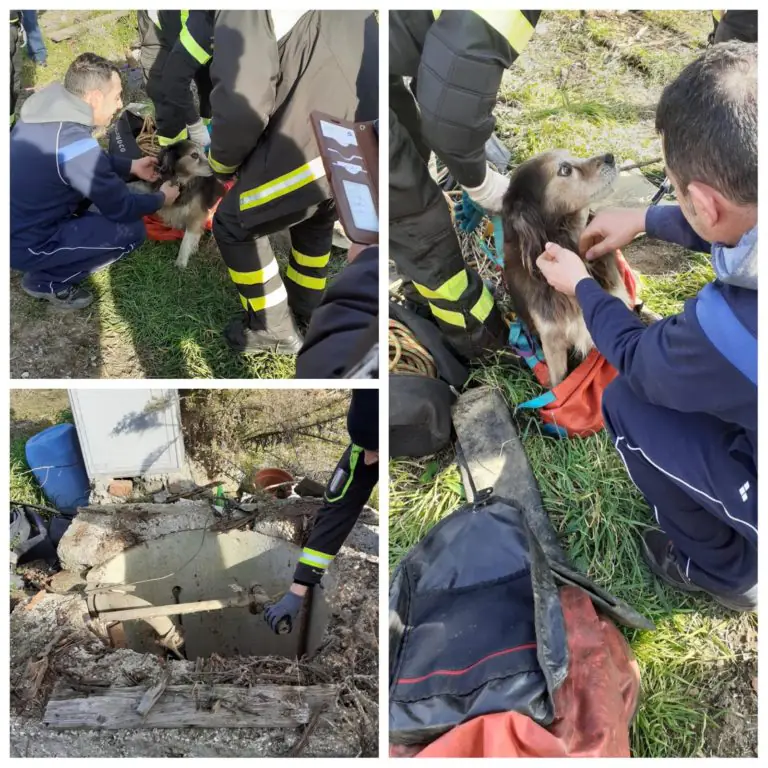 Cade in un pozzo: corsa contro il tempo per salvare un cagnolino. FOTO
