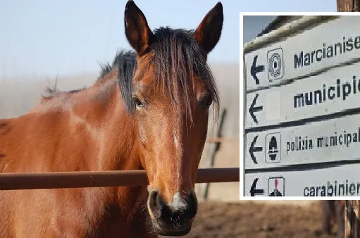 Giovane cade da cavallo, corsa all’ospedale