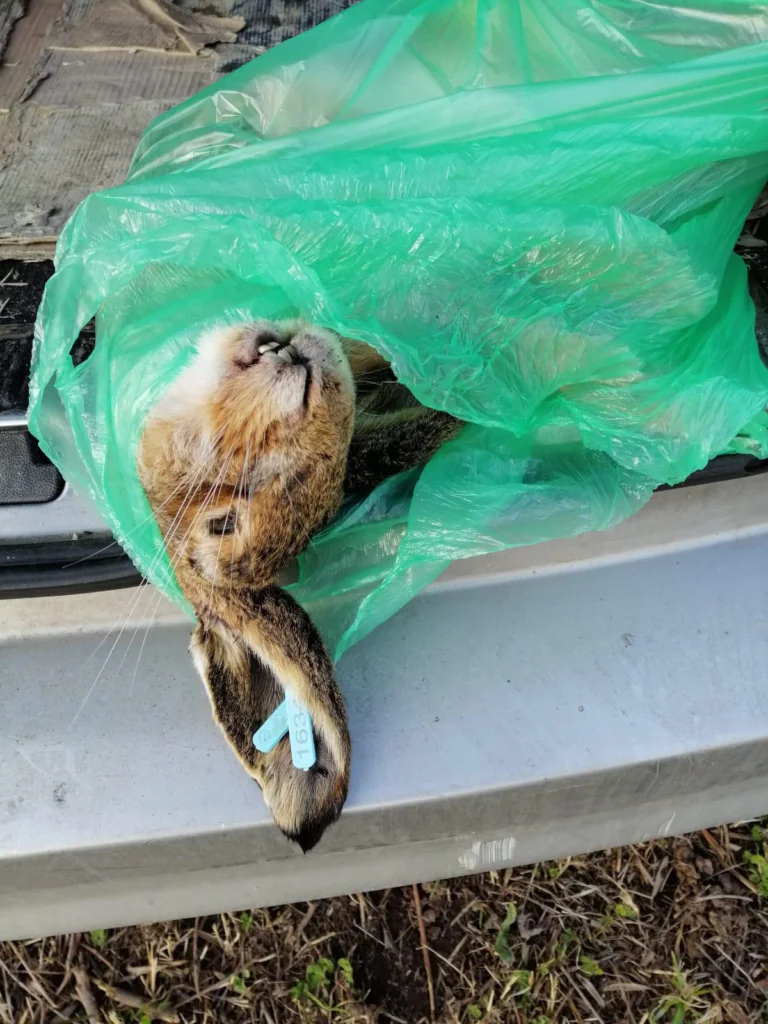 Ripopolamento di lepri. Enelcaccia ne trova una morta a Mondragone. Si indaga sulle cause