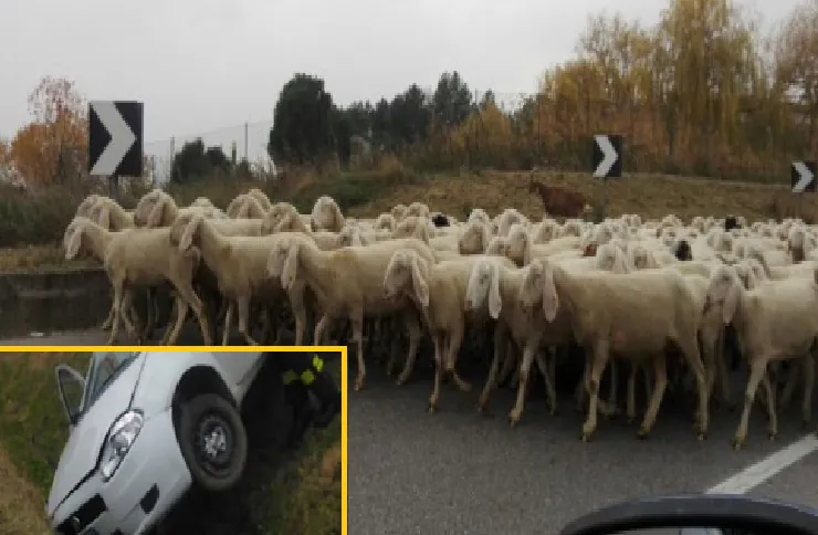Si ritrova gregge sulla Provinciale: per evitarlo finisce nel fossato
