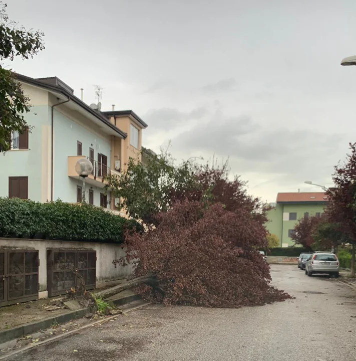 Maltempo, giù un albero in via Mazzini
