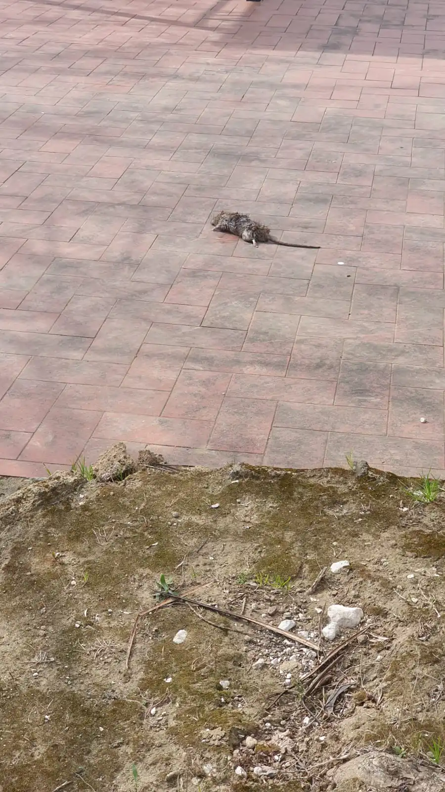 Villetta nel degrado nella Valle e spunta il solito “Mickey Mouse”