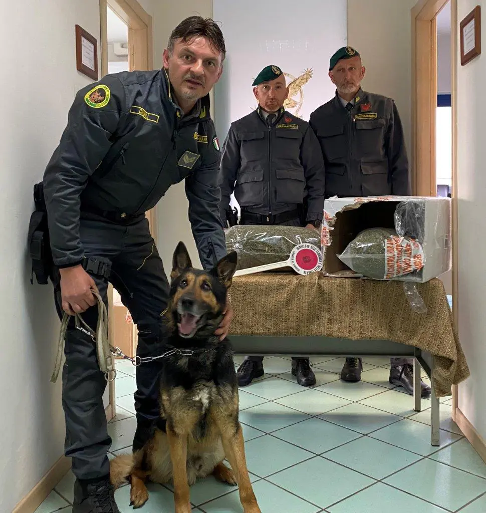 Marijuana spedita come un pacco in Campania, maxi sequestro in provincia. LE FOTO