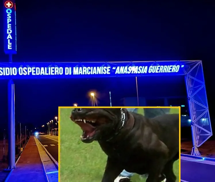 Azzannato al braccio dal cane del figlio