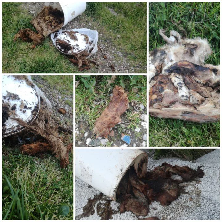 Orrore al cimitero: famiglia di cani sterminata e buttata in 2 secchi (FOTO E VIDEO CHOC)