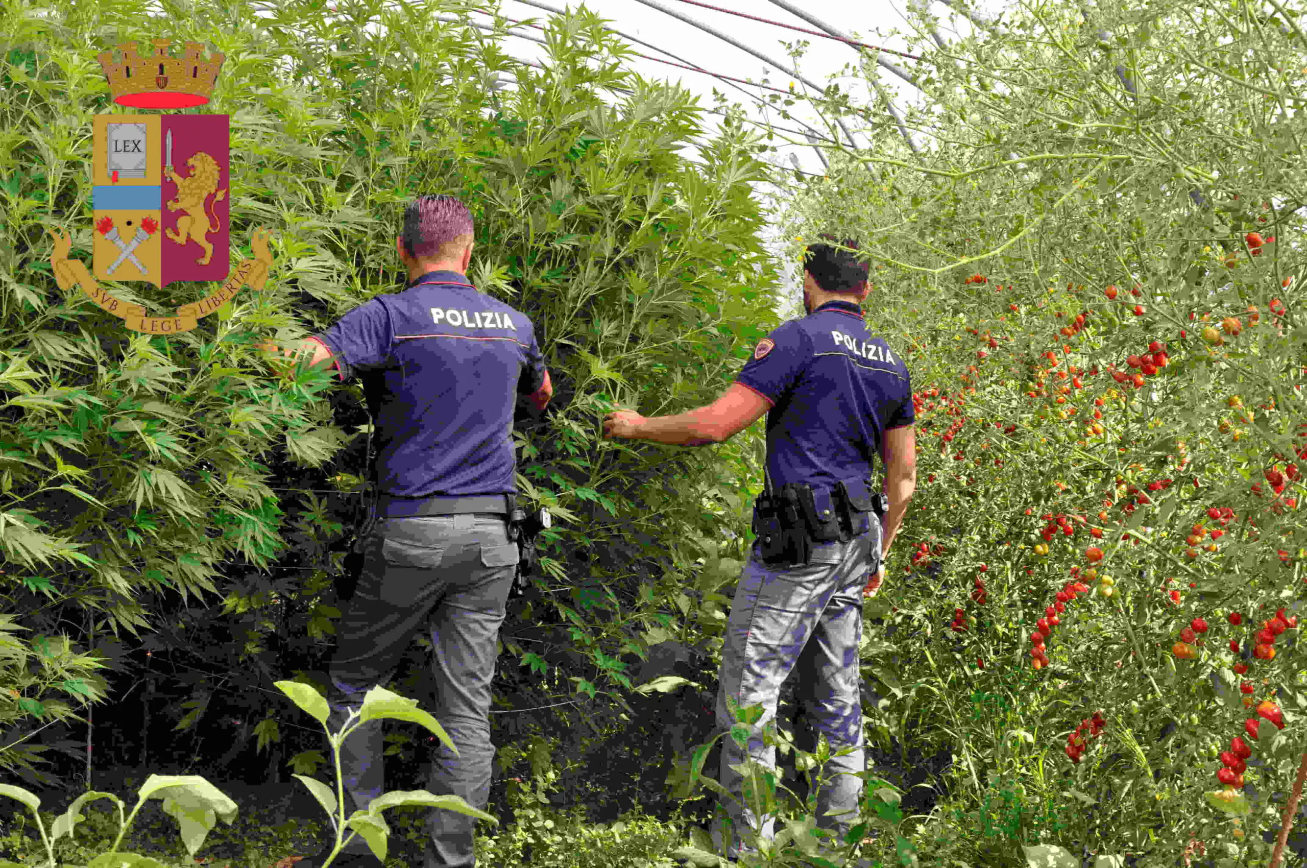 Tutto è fermo ma centrale della droga è in piena attività: polizia scopre coltivazione di marijuana