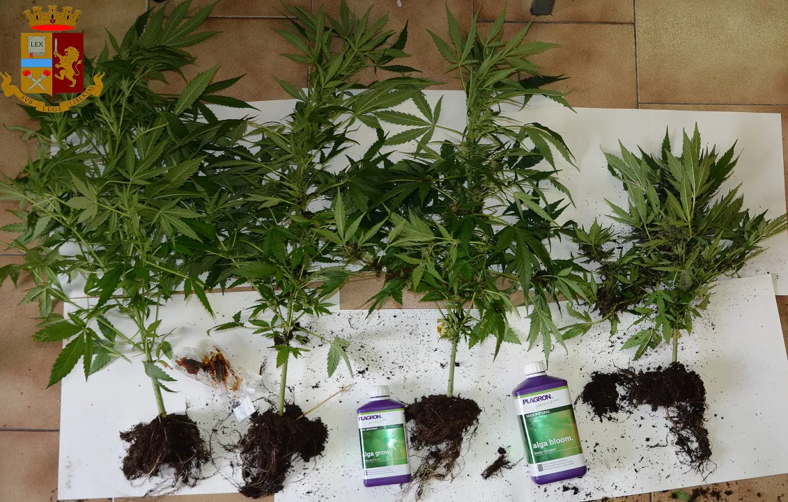 Viavai da casa nonostante Covid, polizia fa irruzione: coca, migliaia di euro e piante di marijuana. NOME E FOTO
