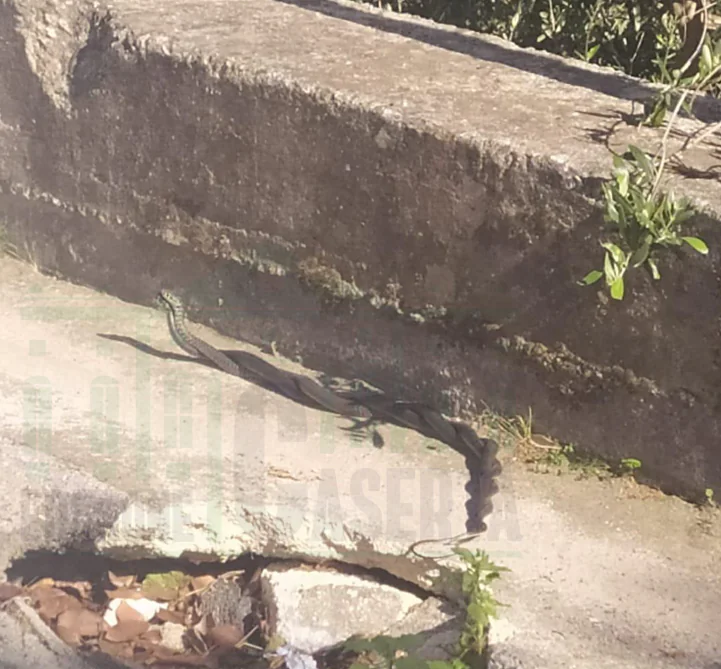 Choc nella frazione, spuntano 2 serpenti nell’area dove giocano i bambini