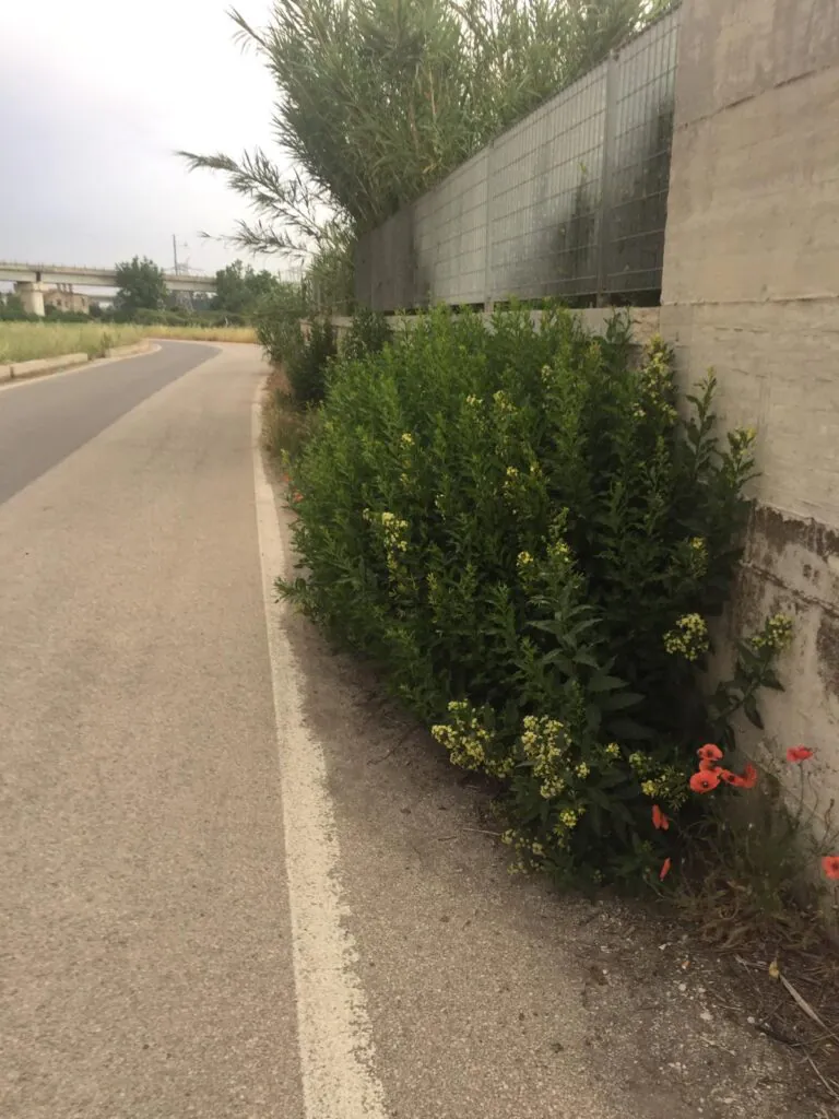 I runner tornano a fare jogging tra le erbacce