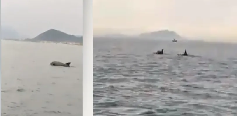 Si fermano gli sversamenti e sul litorale compaiono 3 delfini. IL VIDEO