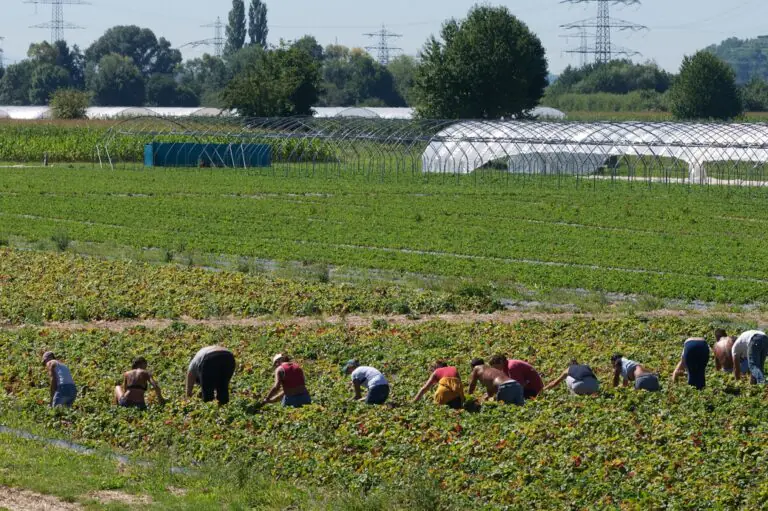 Truffe sulle assunzioni, il buco nero dell’agricoltura casertana. Si muove la Finanza