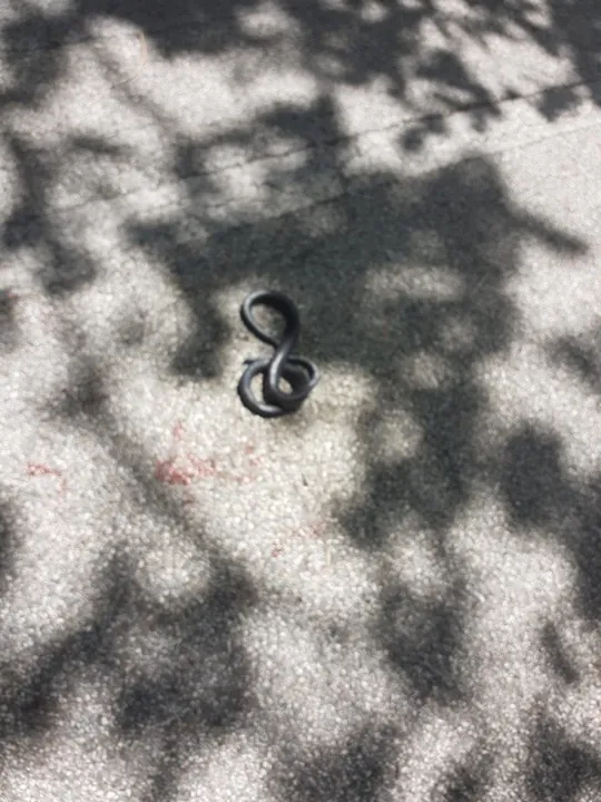 Avvistato serpente in un vico nella zona centrale della città