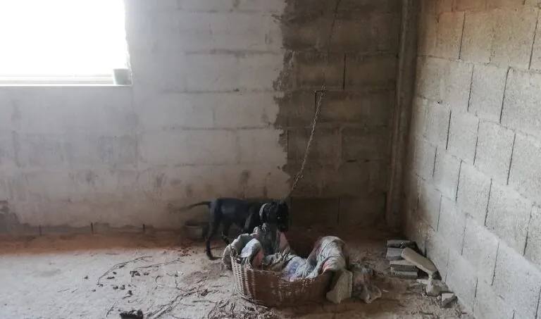 Combattimenti tra pit bull nell’agro: blitz della polizia. Nei guai un ras