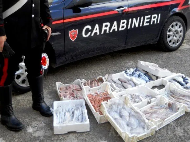 Supermercati e alimentari, blitz nel Casertano: sequestrati 40 chili di pesce