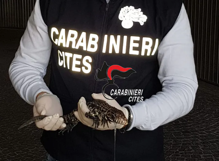 Abbandona rettile argentino rarissimo, trovato davanti a un condominio di Caserta. FOTO