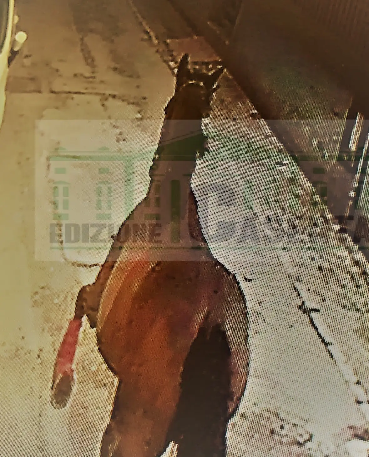 Cavallo in fuga nel rione, danni alle auto. Le immagini della corsa