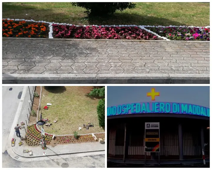 Che bella infiorata all’ospedale di Maddaloni: domani è atteso De Luca
