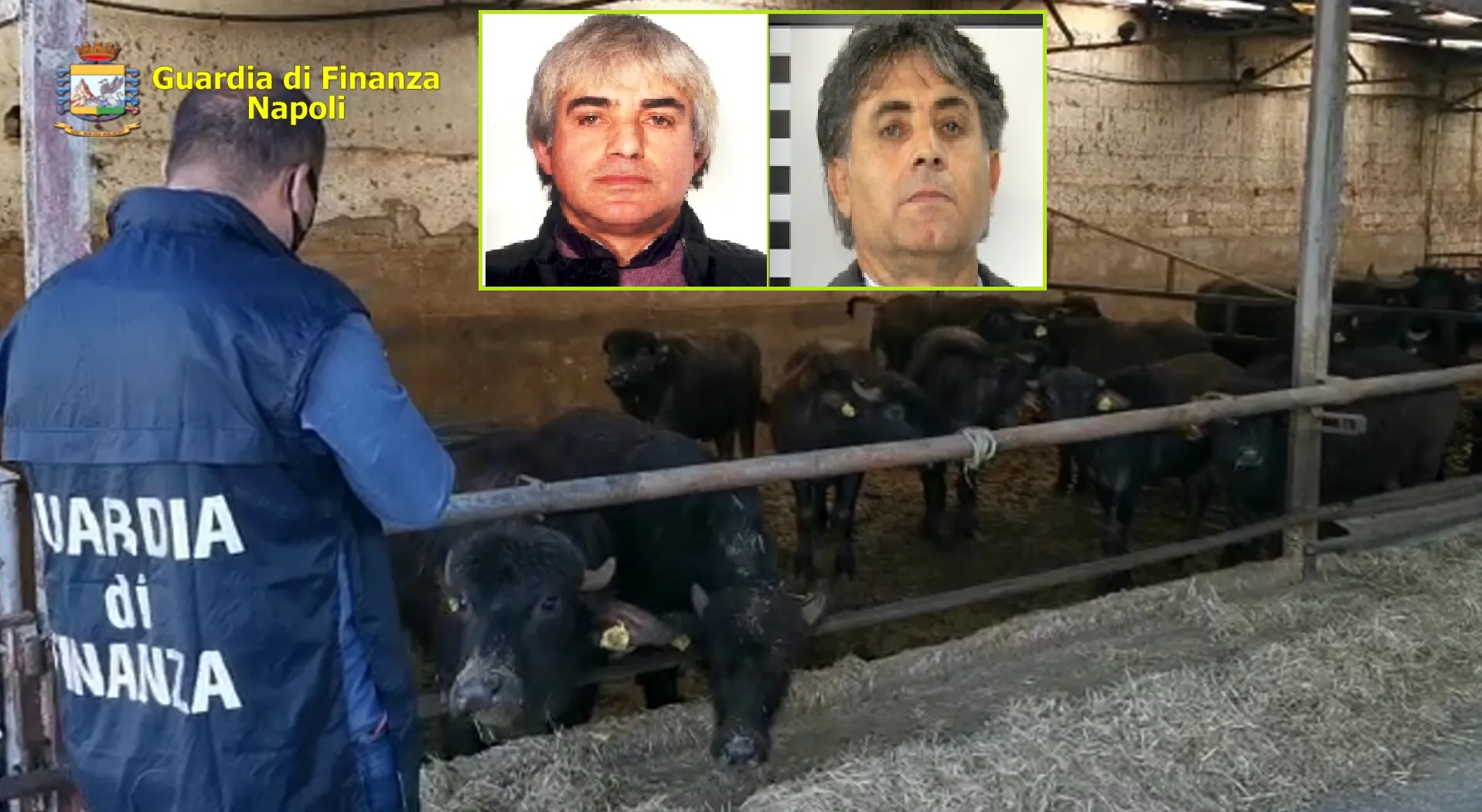 IL VIDEO. Le mani degli Zagaria sulla mozzarella di bufala: ecco l’allevamento da 2 milioni