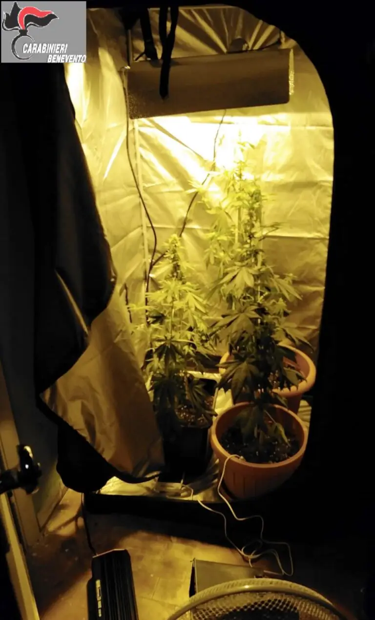 Approfitta del lockdown e si costruisce una serra di marijuana in garage, fermato da carabinieri