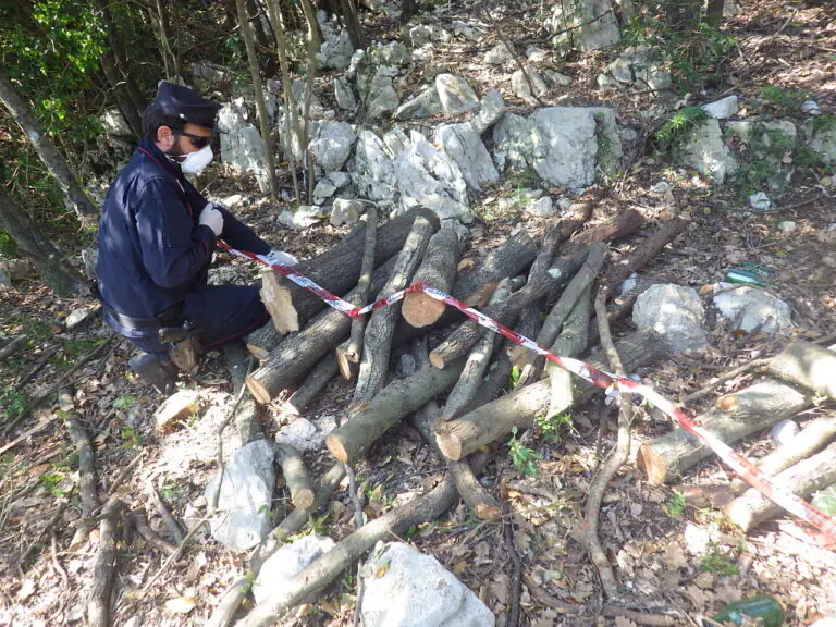 Assalto al bosco con un motosega: fermato un 31enne