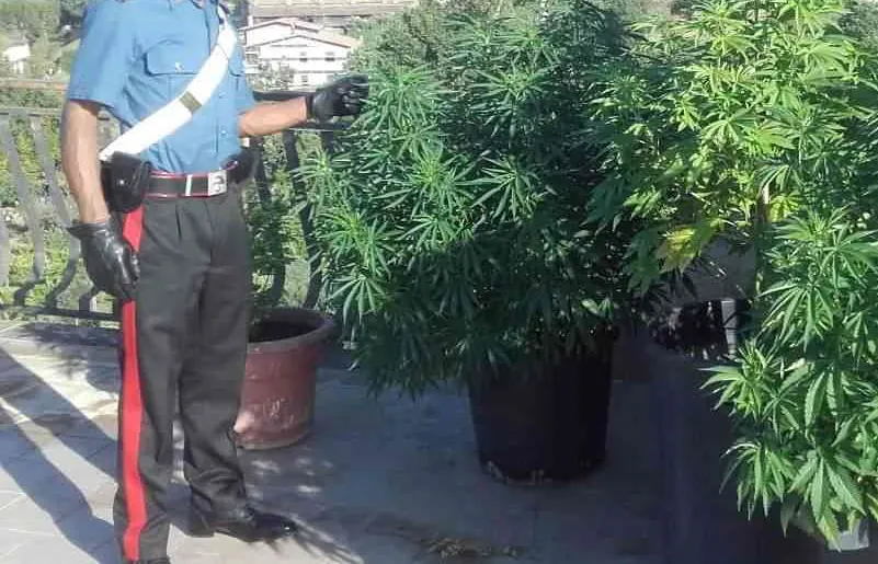 Coltiva piantine di marijuana sul terrazzino, 19enne fermato dai carabinieri
