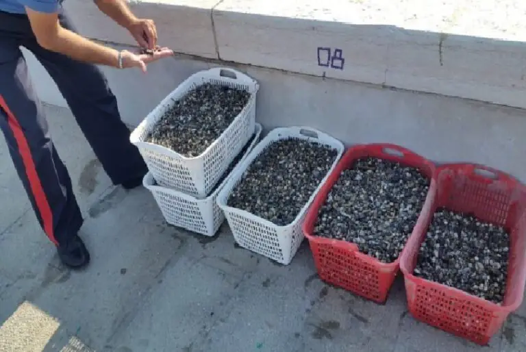 Mondragone, maxi sequestro di telline: recuperati 200 chili di pescato illegale