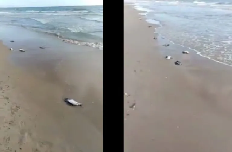 IL VIDEO. Strage di gabbiani sul litorale domizio, ipotesi choc: partite verifiche
