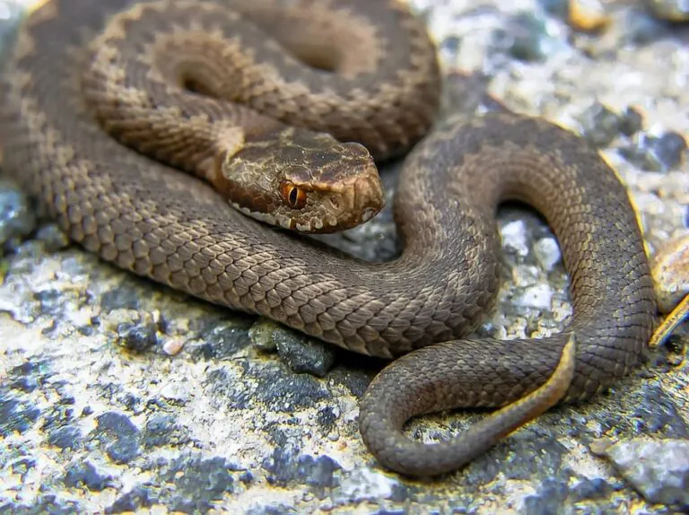 Paura al cimitero: va a far visita ai suoi cari e si trova davanti un serpente
