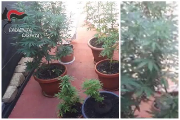 Sei piante di marijuana sul terrazzo: arrestati 2 fratelli