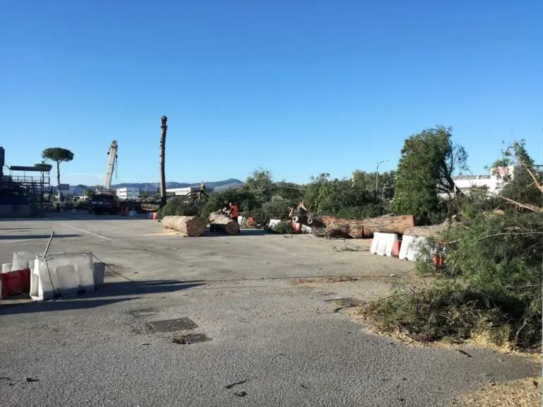 Ingresso in città irriconoscibile dopo blitz della Forestale, via agli abbattimenti
