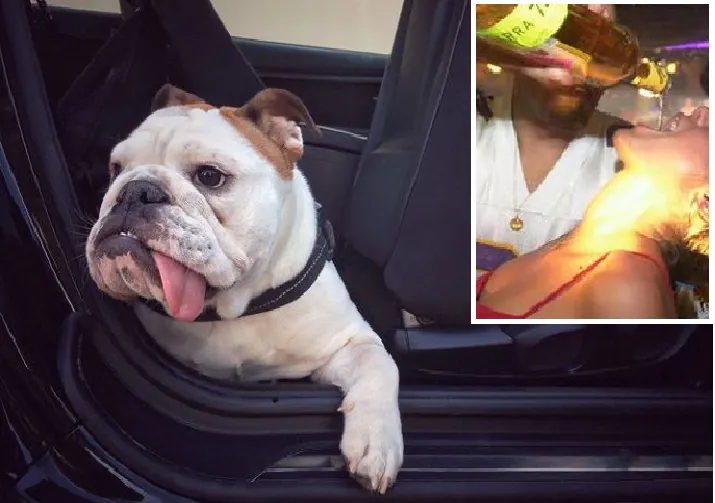 Lascia bulldog per ore in auto e va a ubriacarsi e drogarsi: una 42enne perde patente e (quasi) cane