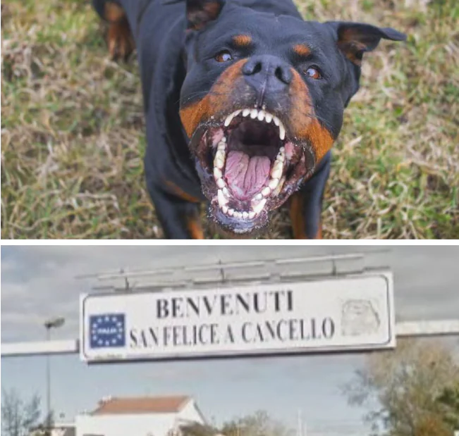 Maestra delle elementari azzannata da un grosso Rottweiler: corsa in ospedale