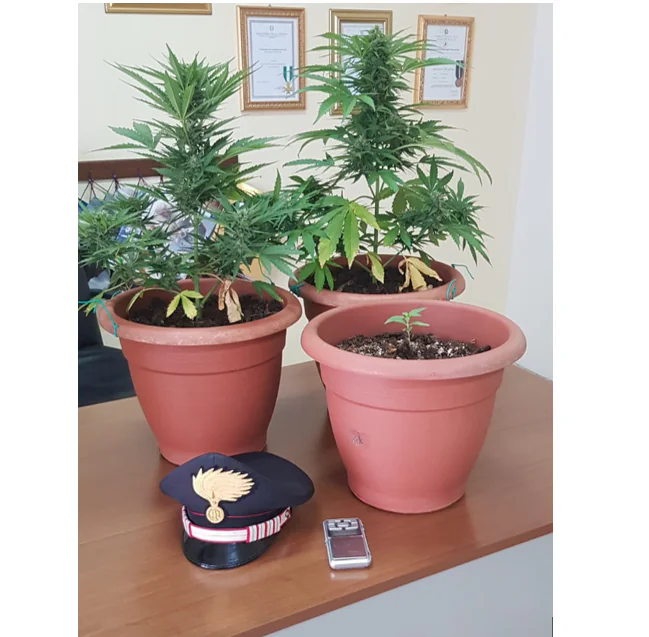 Piante di marijuana: 31enne della Valle nei guai