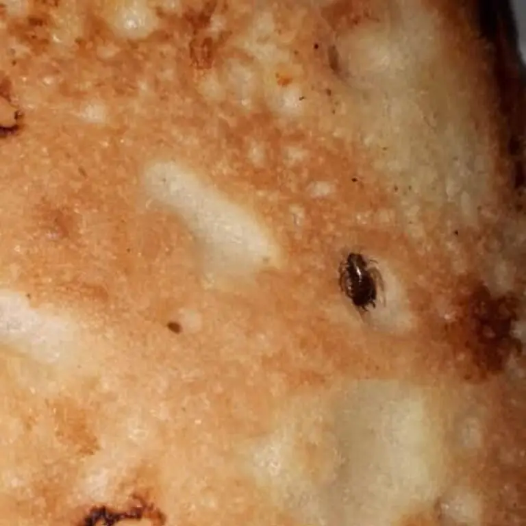 Compra una pizzetta e dentro ci trova una blatta. FOTO
