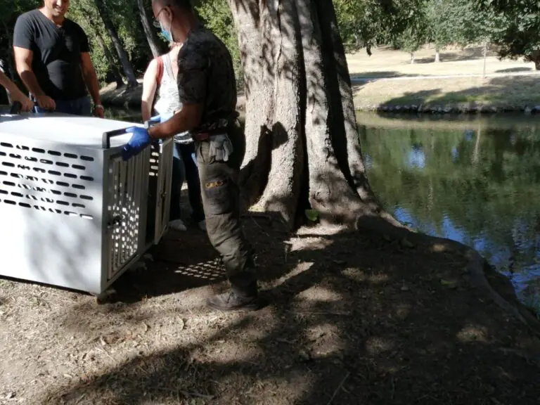 Nove Germani reali immessi nel Parco Reale della Reggia di Caserta