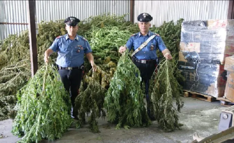 Scoperta piantagione di marijuana di due ettari: 3 arresti. Sequestrati 250 chili. FOTO