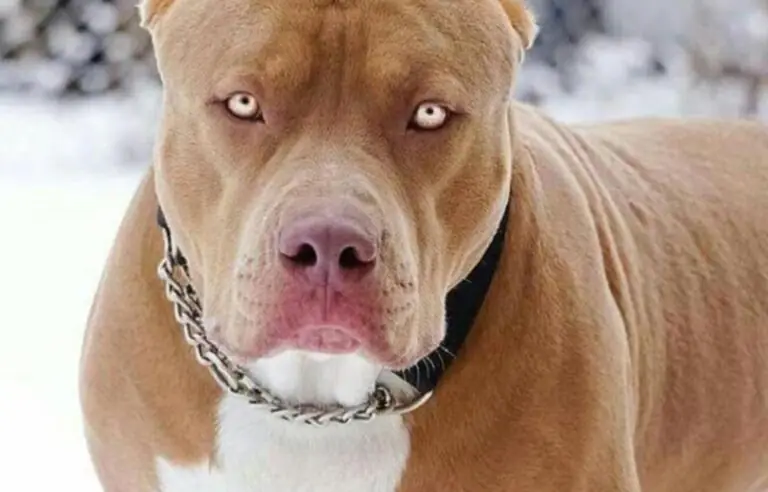 Business dei pitbull, coinvolto medico marcianisano