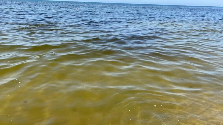 Mare marrone sul litorale domizio, analisi Arpac svelano la causa