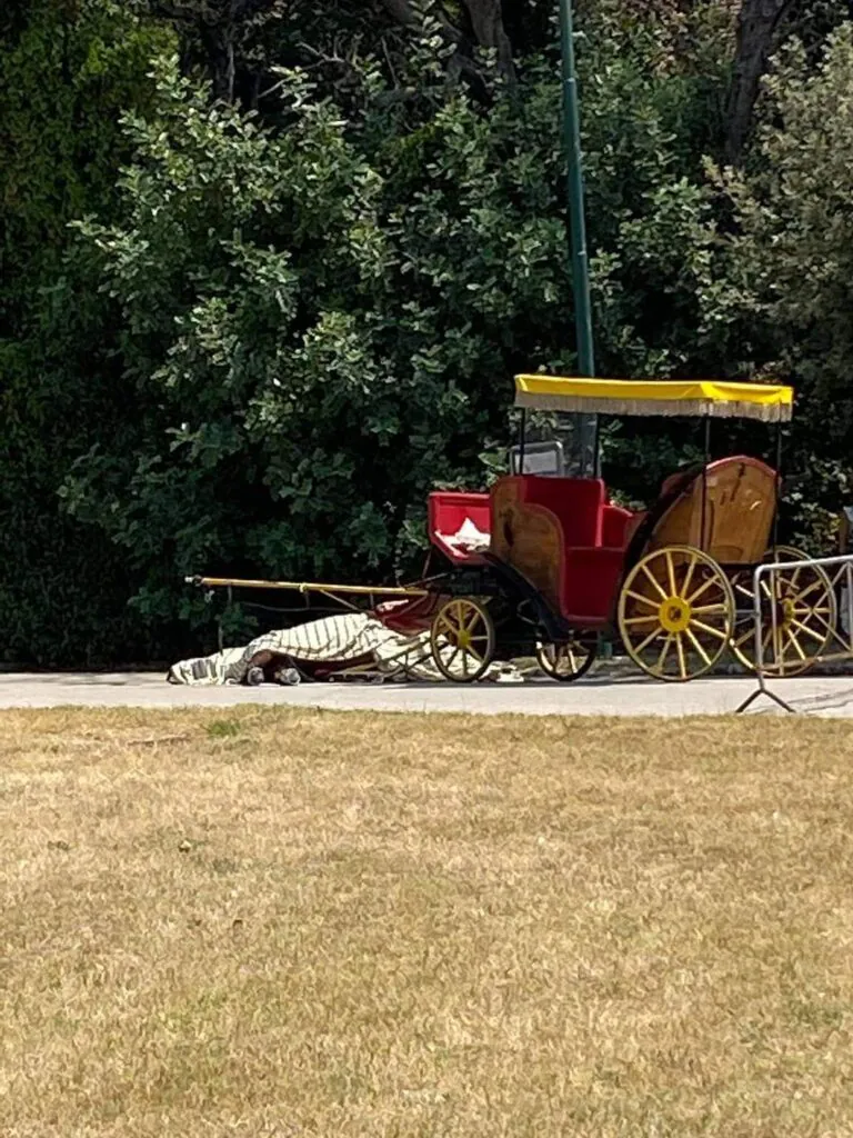 Cavallo morto alla Reggia di Caserta, l’Enpa: “I colpevoli di questo scempio paghino le loro azioni”