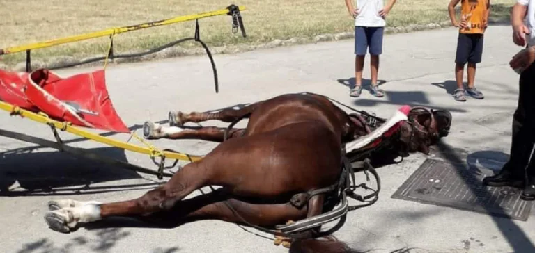 Cavallo morto nella Reggia, esposto contro i responsabili