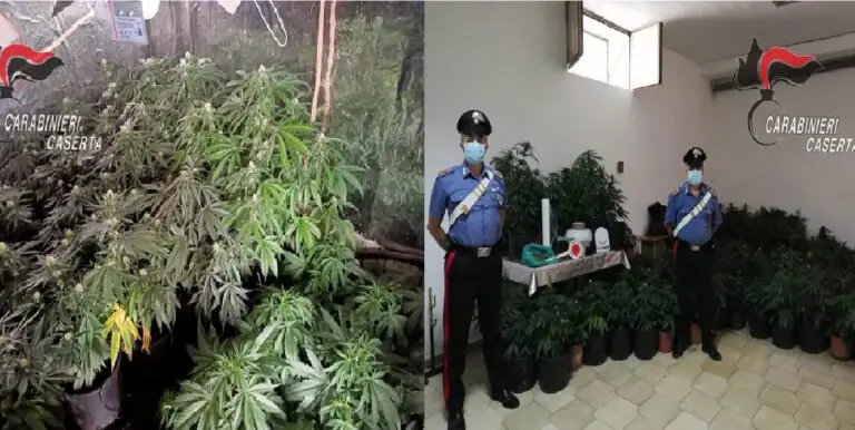 Maxi blitz per la marijuana: arrestati gli Zampano. Sequestrati 244 vasi e 7 ceste