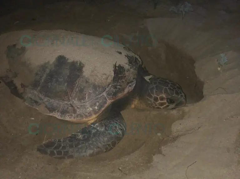 Spettacolo della natura in spiaggia. Tartaruga marina depone le uova fra i turisti.